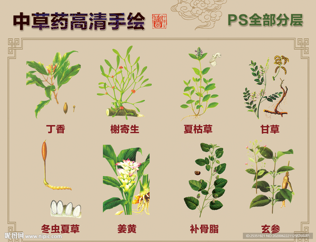 中草药手绘