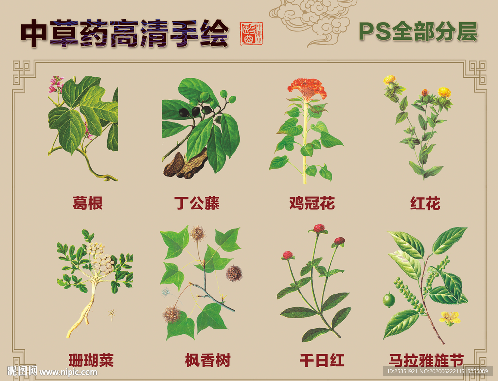 中草药手绘