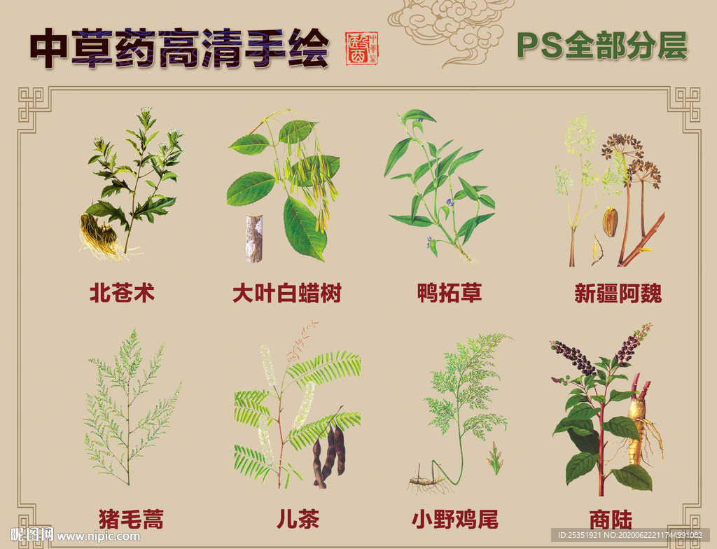中草药手绘
