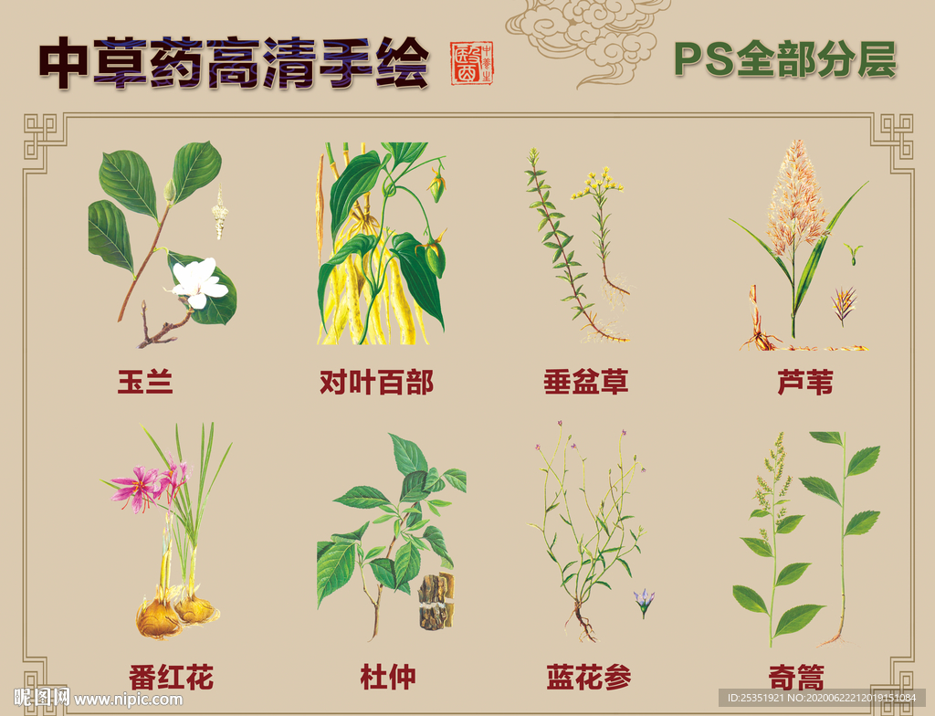 中草药手绘