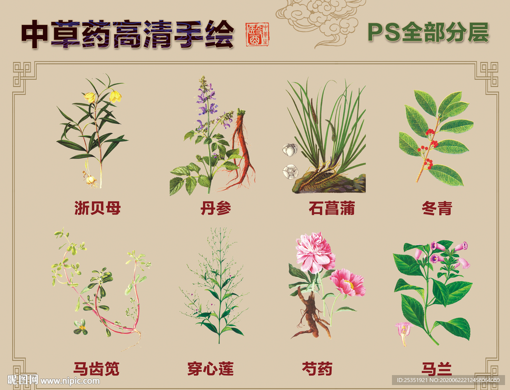 中草药手绘