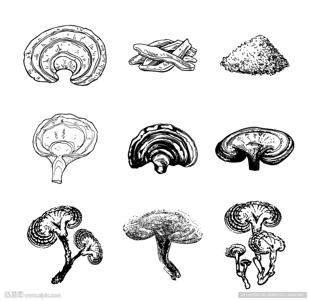 灵芝 中草药 手绘 线描 插画