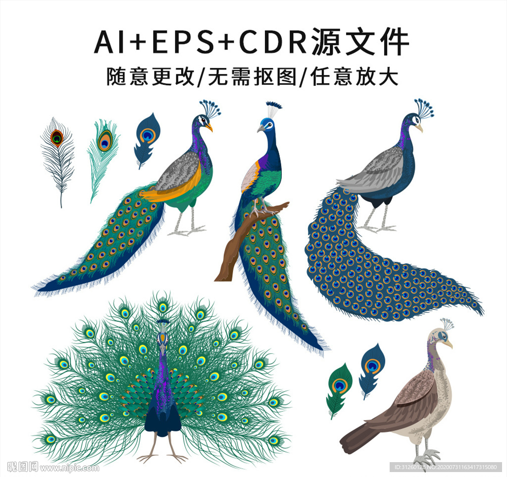 手绘卡通矢量孔雀