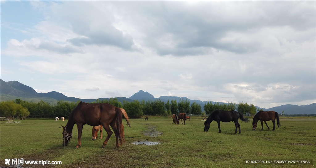 4K拉市海草场马匹吃草，湿地