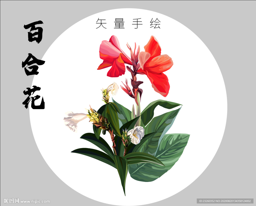 百合花矢量高清手绘艺术插画