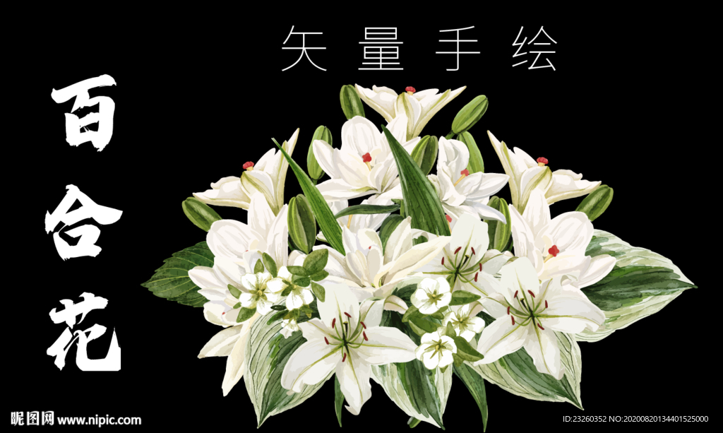 百合花矢量高清手绘艺术插画