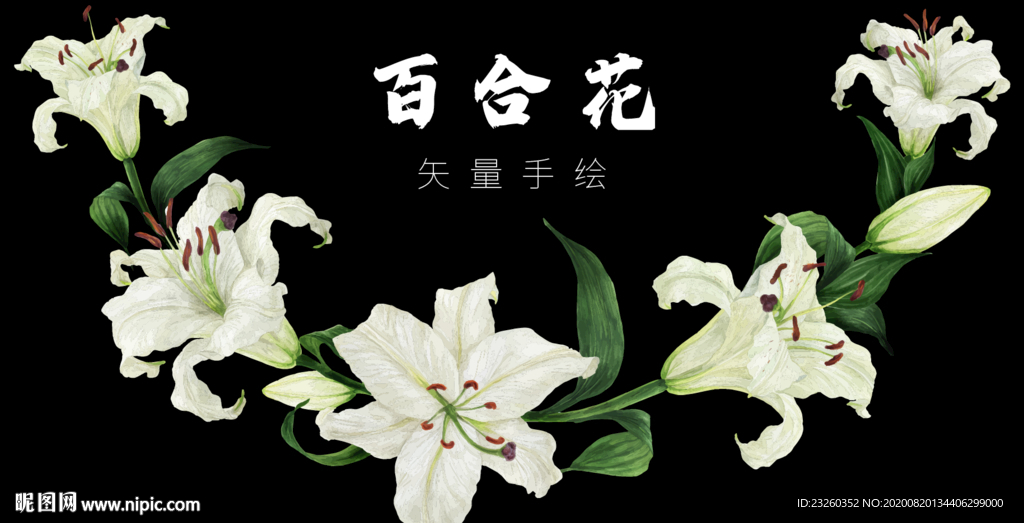 矢量百合花高清手绘艺术插画