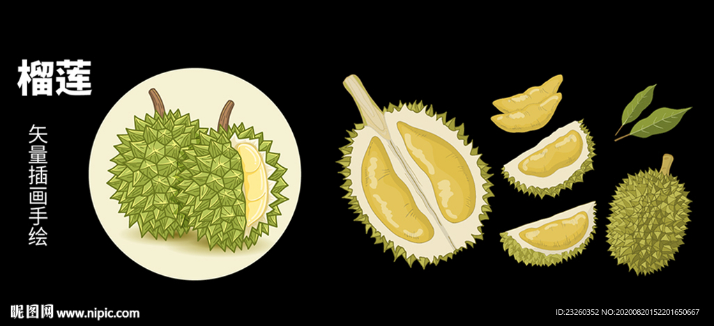 矢量高清榴莲手绘插画