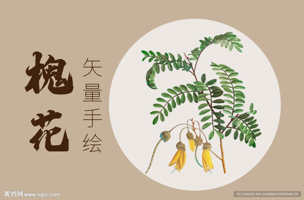 洋槐花矢量手绘插画