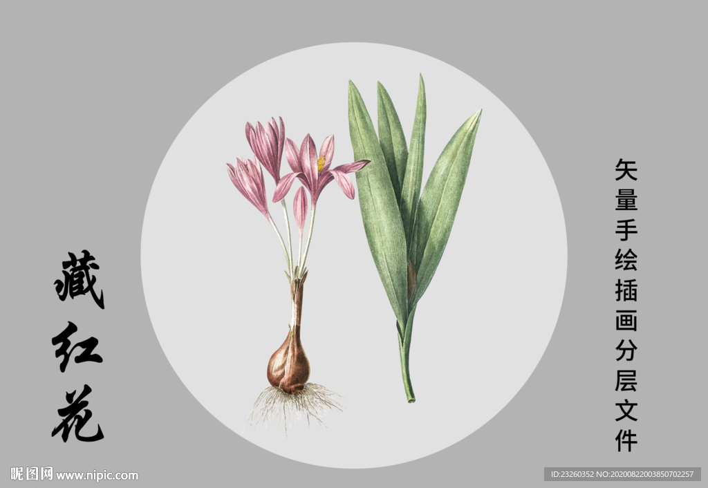 藏红花中药材矢量手绘插画