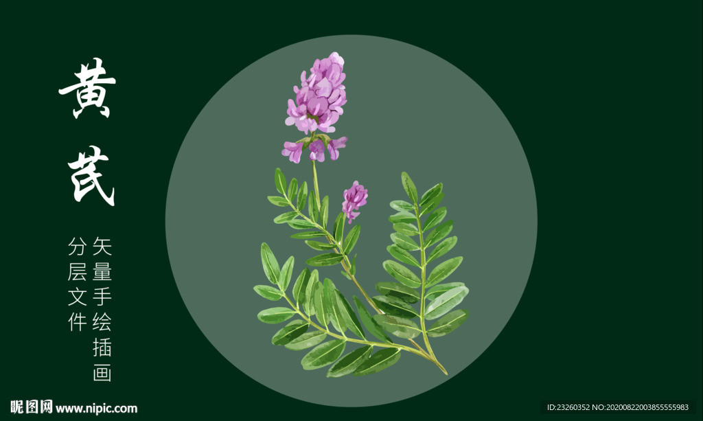 黄芪中草药矢量手绘插画