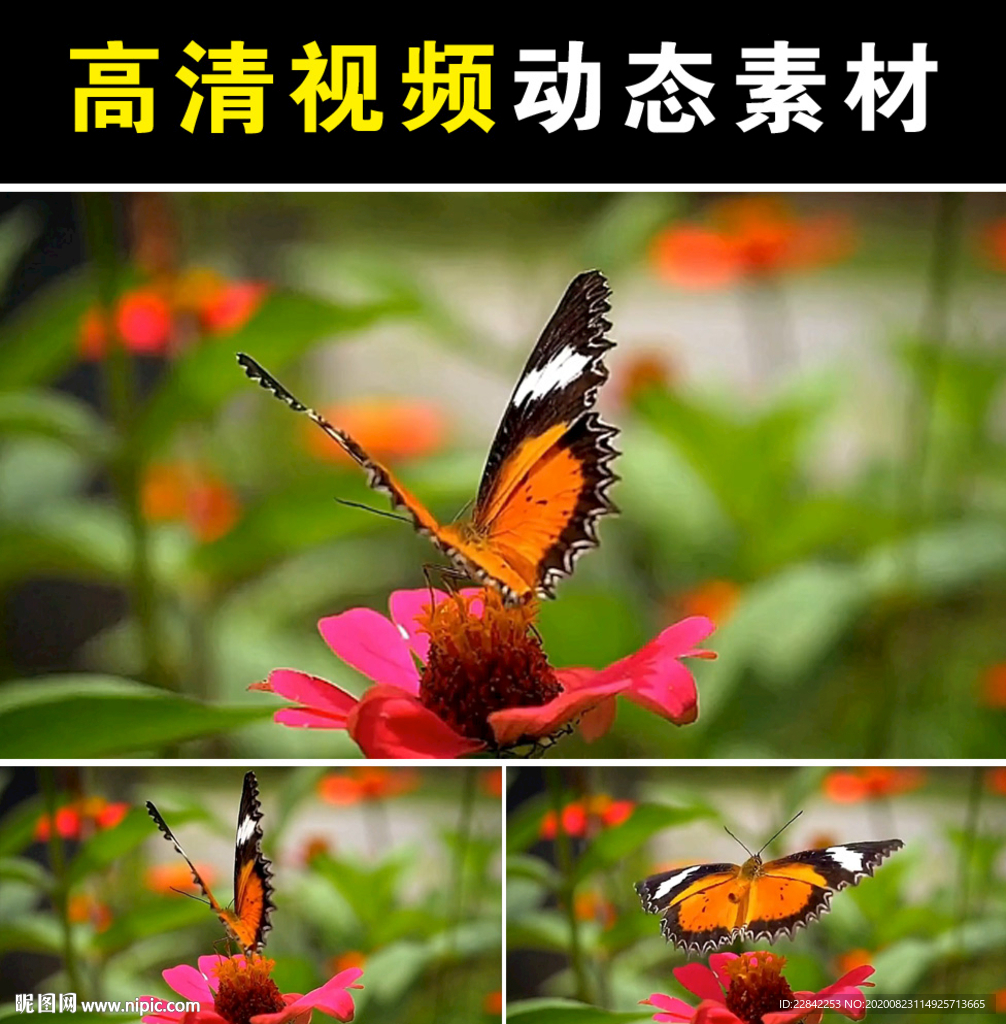 蝴蝶飞mp4短视频素材