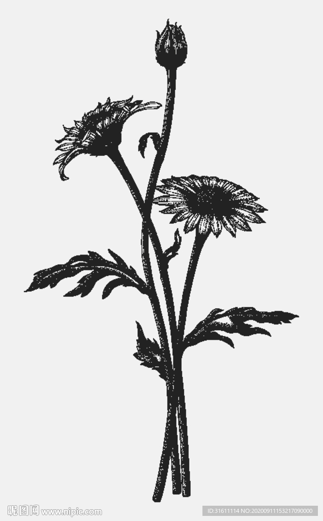 雏菊素描线描白描手绘插画