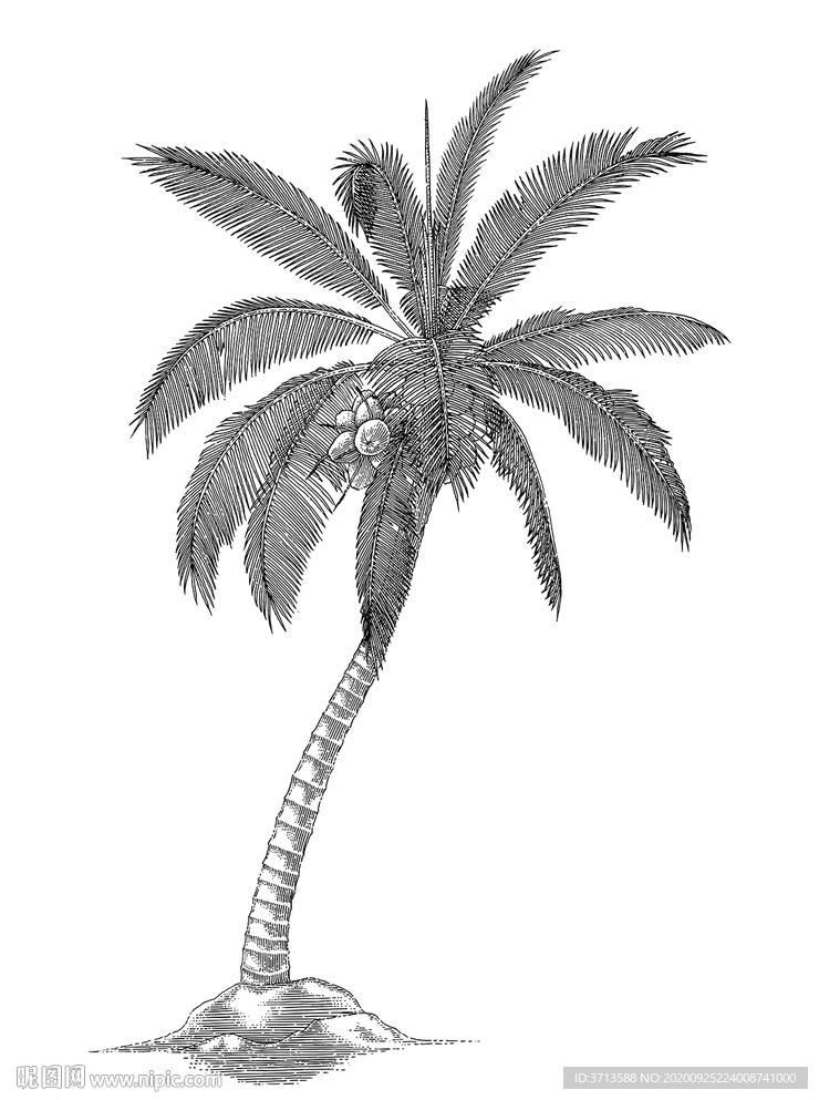 椰子树线条线描手绘插画