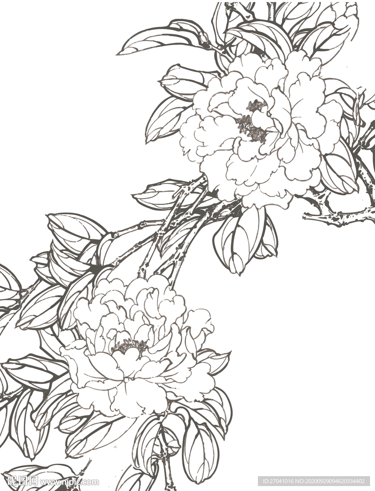 牡丹花国画线稿手绘花纹