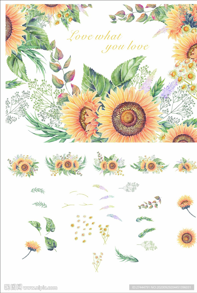 高质量手绘甘菊向日葵剪贴画素材