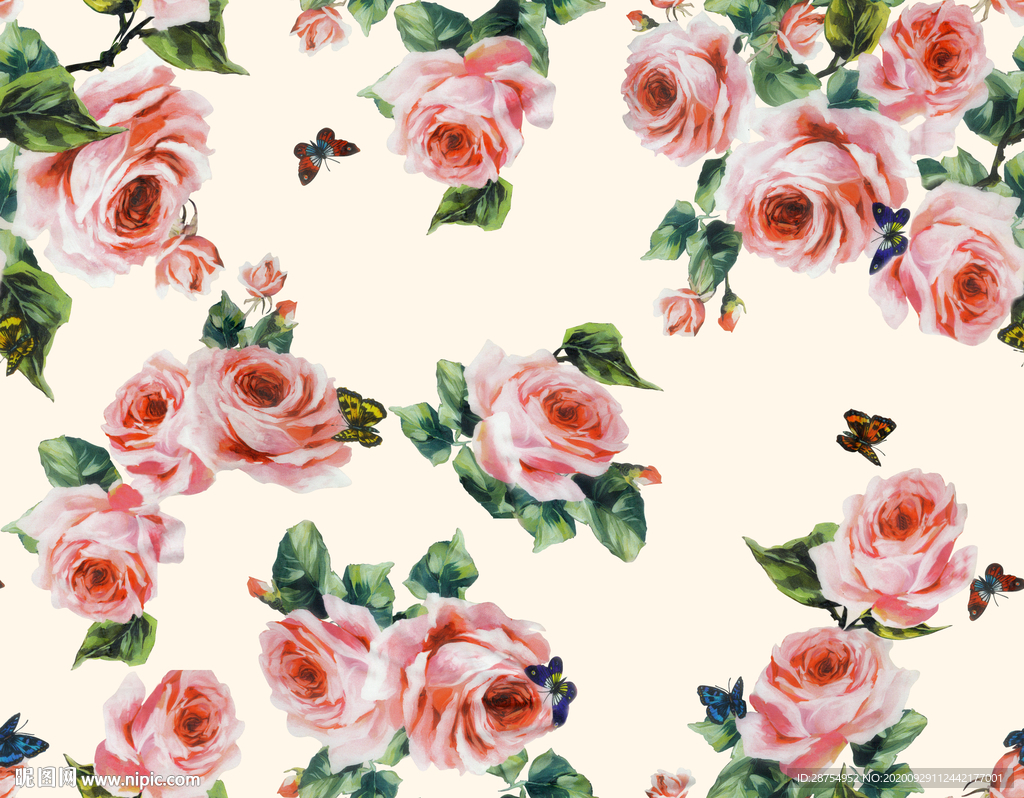 玫瑰花 大花 高清