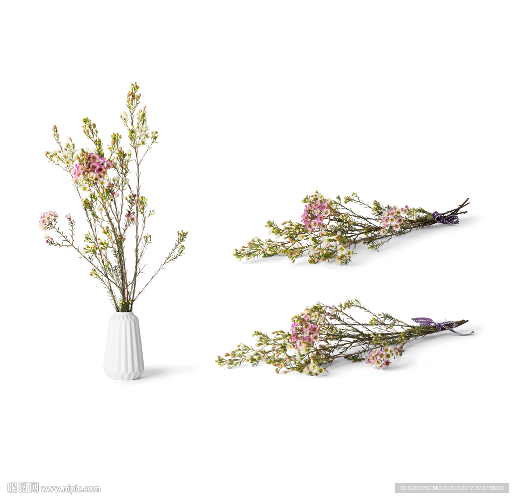 植物花草素材小花小草盆栽