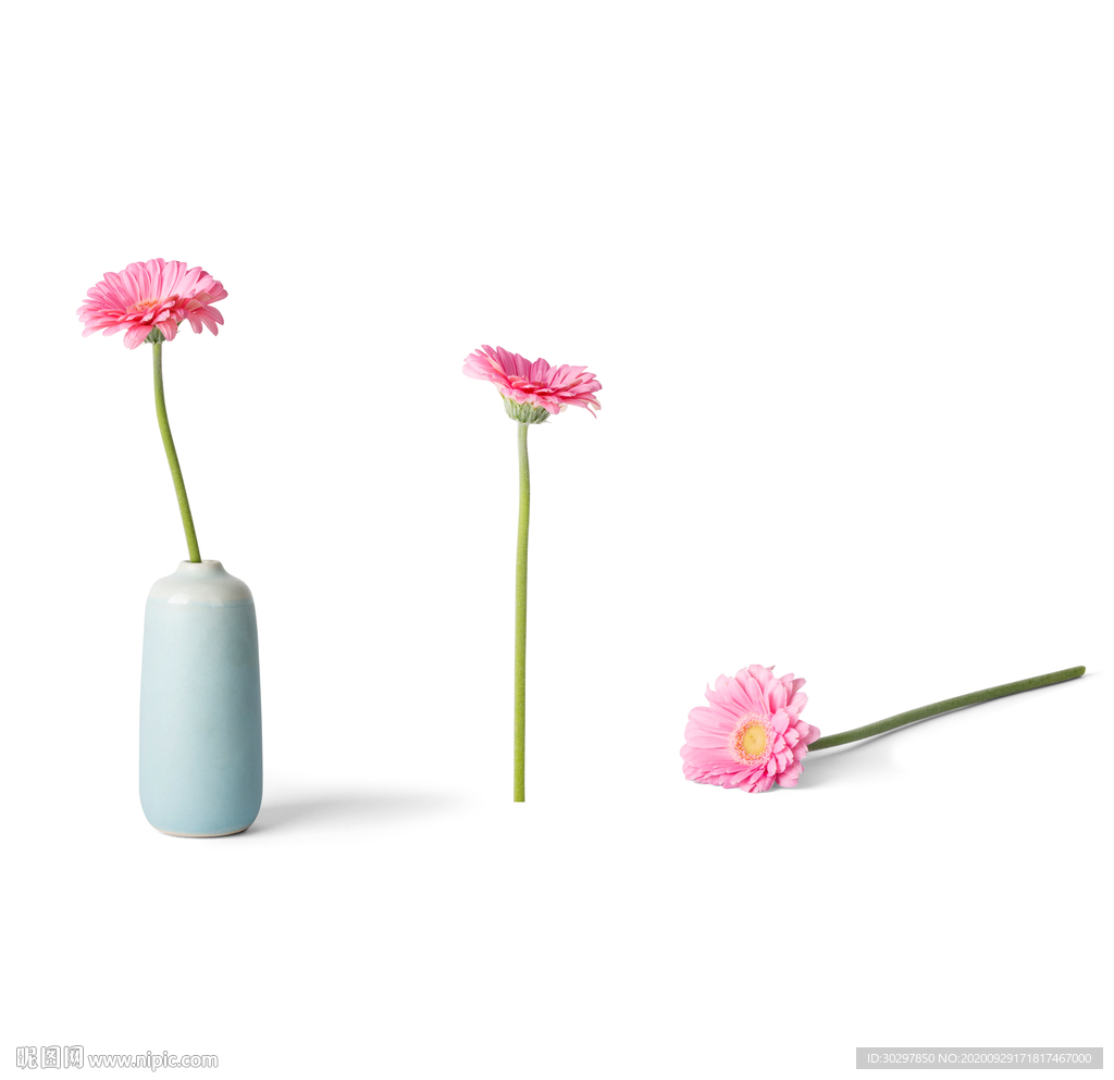 植物花草盆栽图