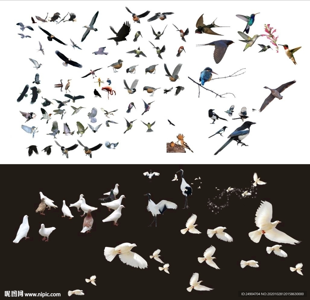各种鸟类集合CDR分层素材