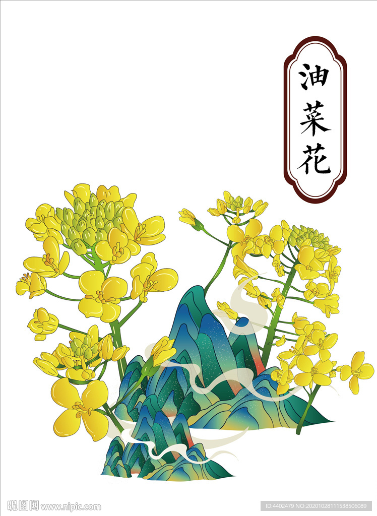 油菜花
