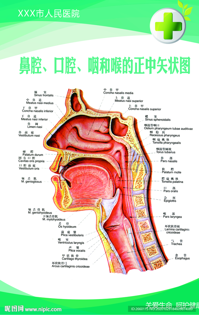 鼻腔 口腔 咽和喉的正中矢状图