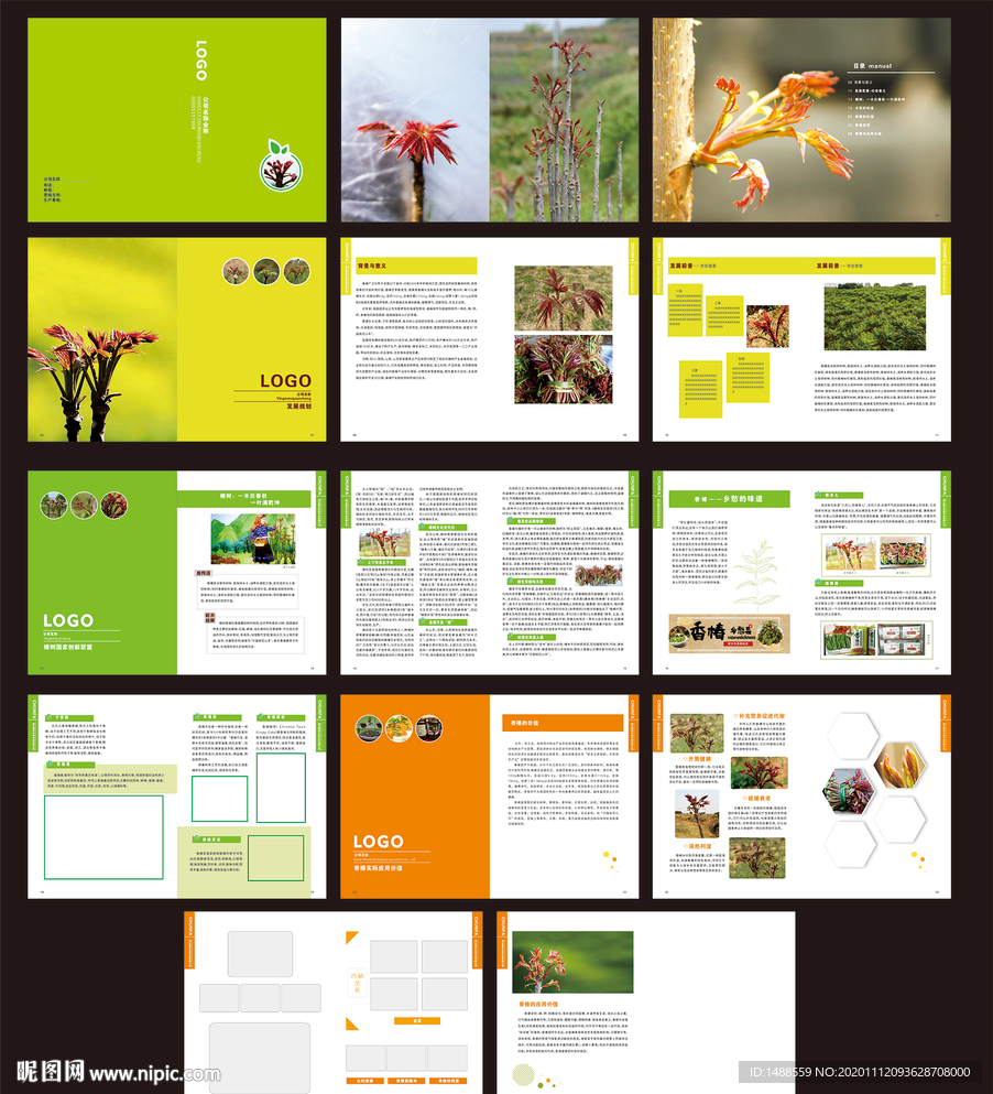 绿色生态农业 香椿画册