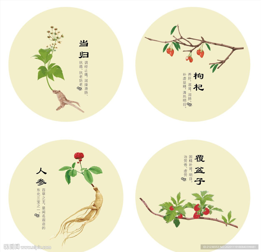 当归 枸杞 人参 覆盆子矢量图