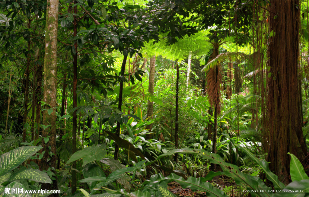 大自然植物森林树木背景墙