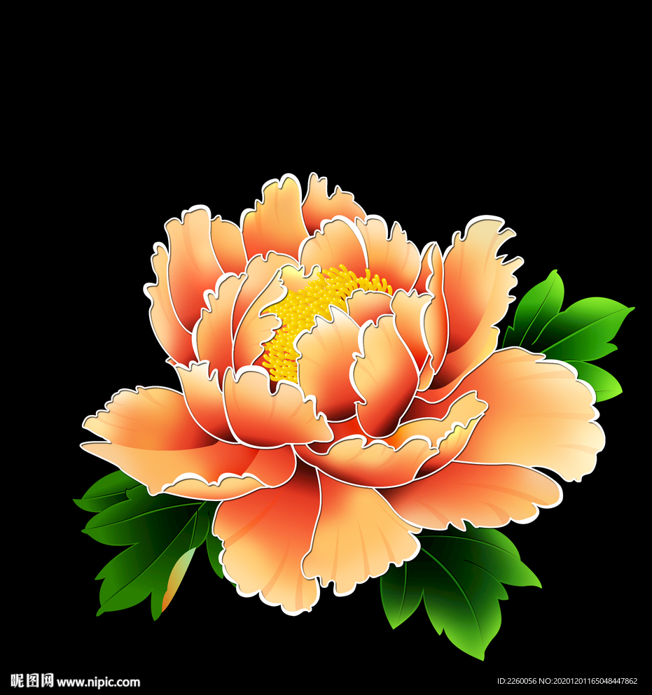 花 牡丹花 工笔牡丹 花素材