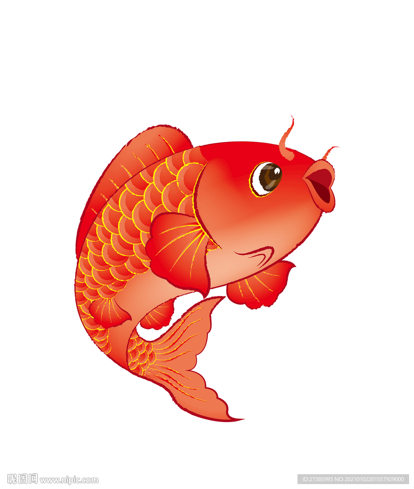 手绘鲤鱼  红鲤鱼