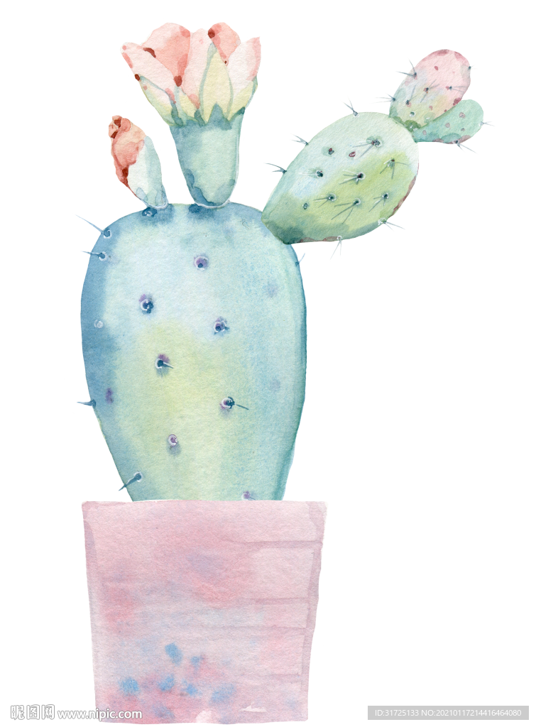 手绘水彩多肉植物