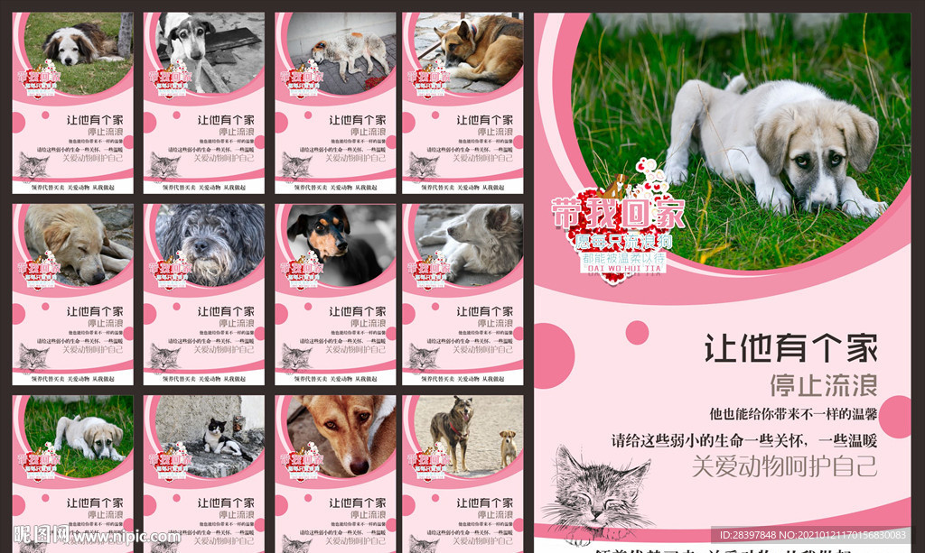关爱流浪动物