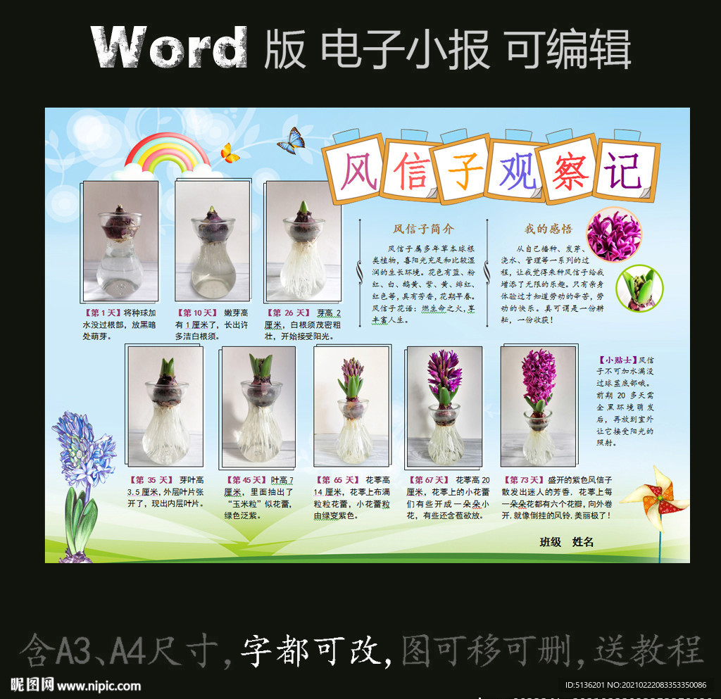 word小报植物生长观察风信子
