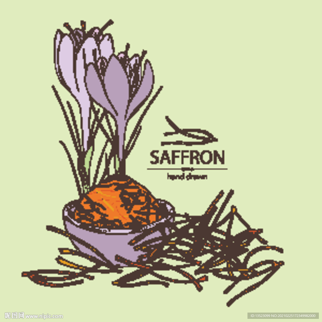 藏红花手绘 手绘花 插画 矢量