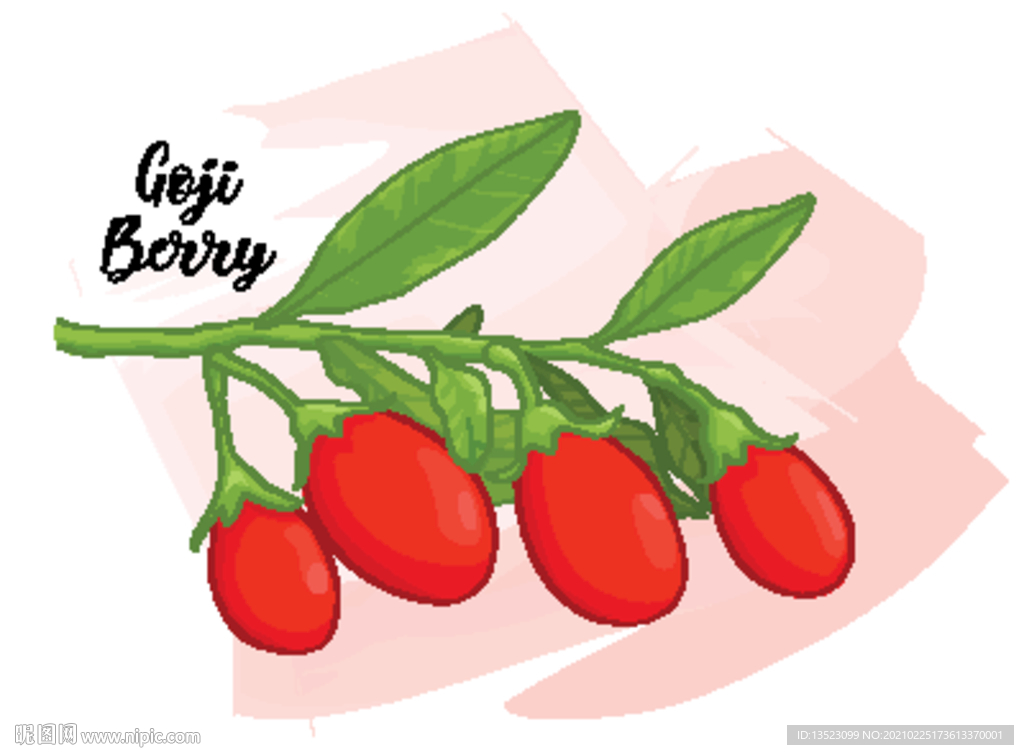 枸杞手绘 枸杞插画