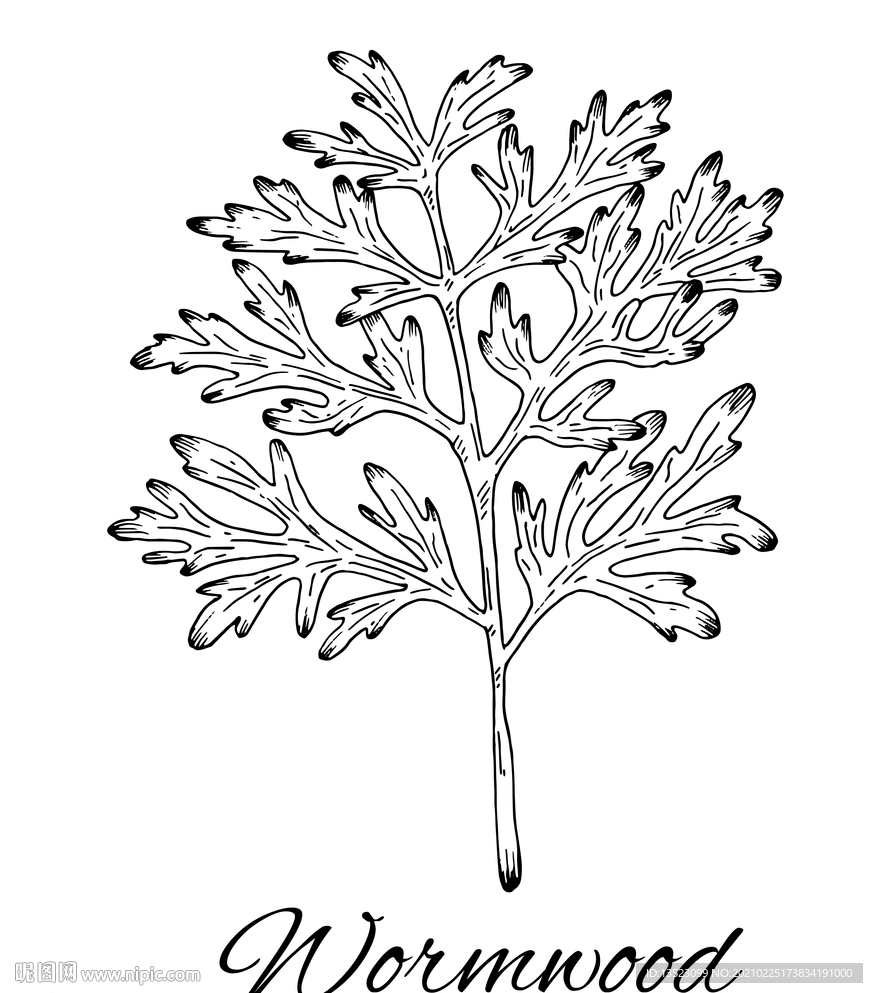 艾蒿手绘 艾草插画