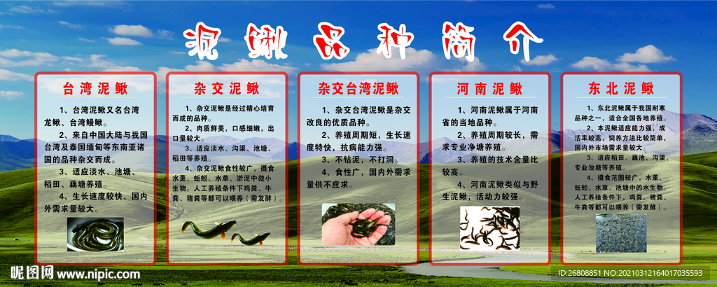 水产泥鳅品种简介