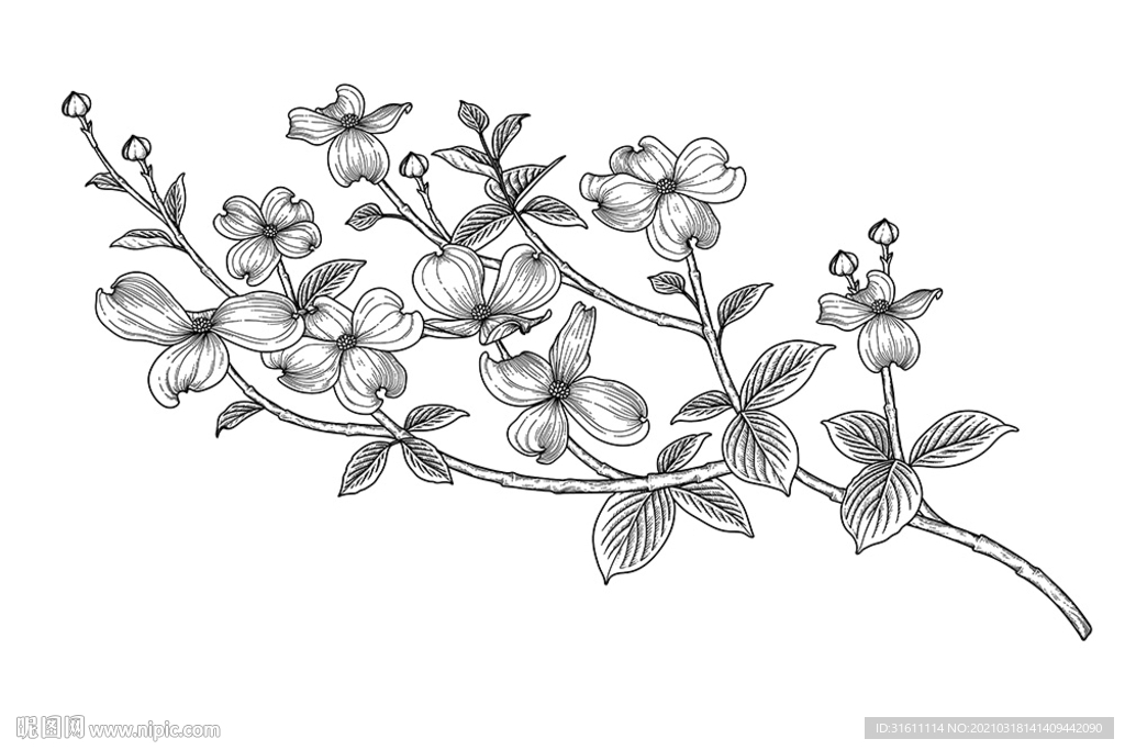 山茱萸手绘素描线描插画白描素材