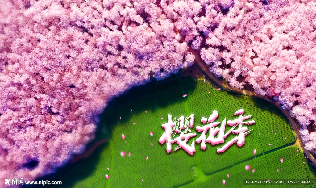 樱花季