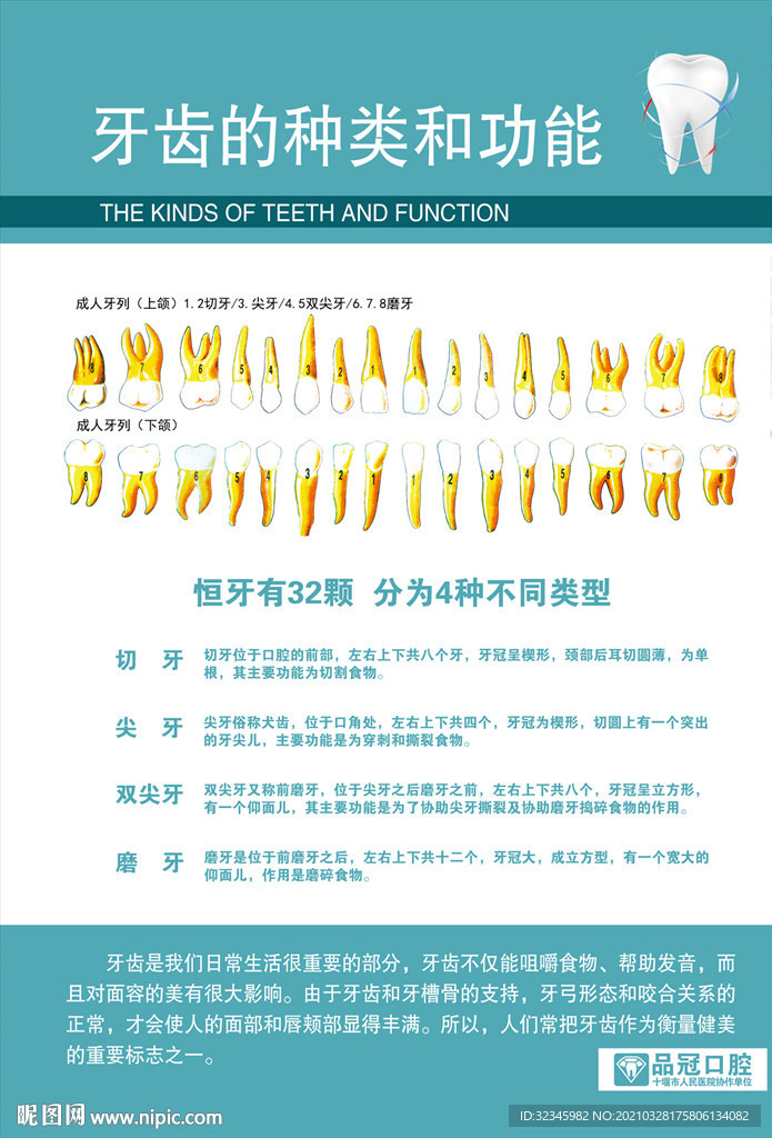 口腔医院挂图——牙齿的种类和功