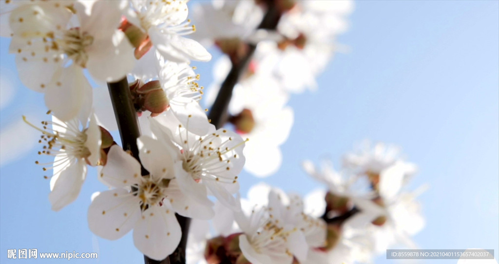 美丽花儿草绽放高清视频