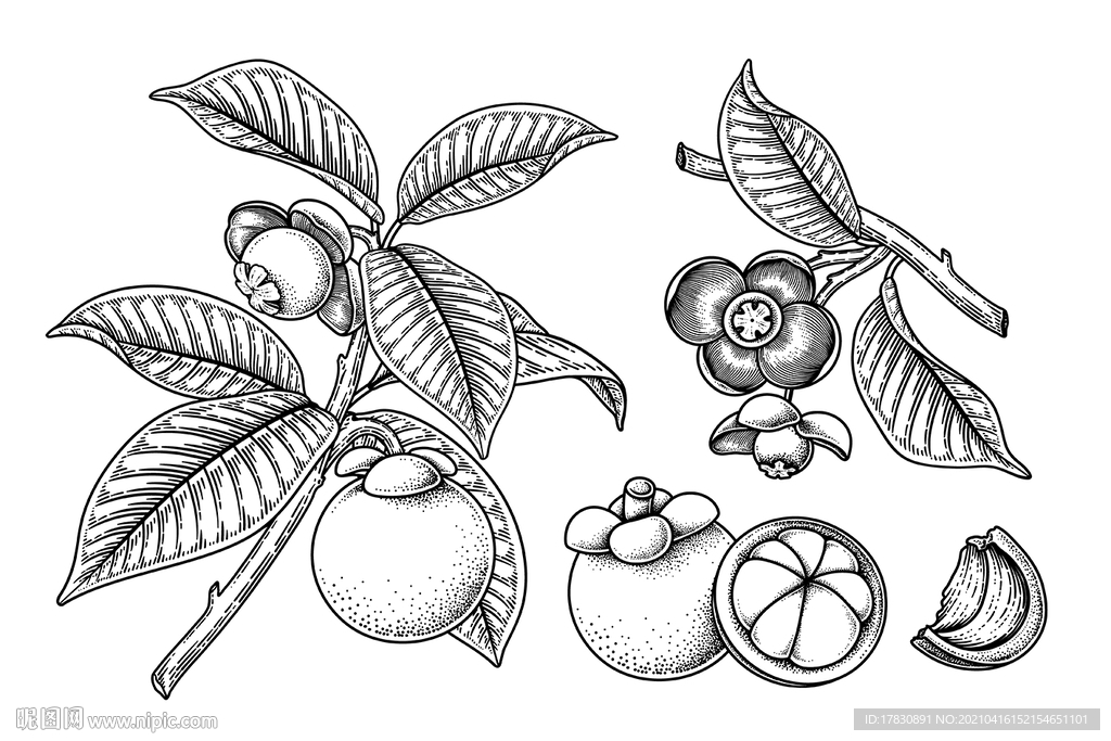 山竹手绘素描插画