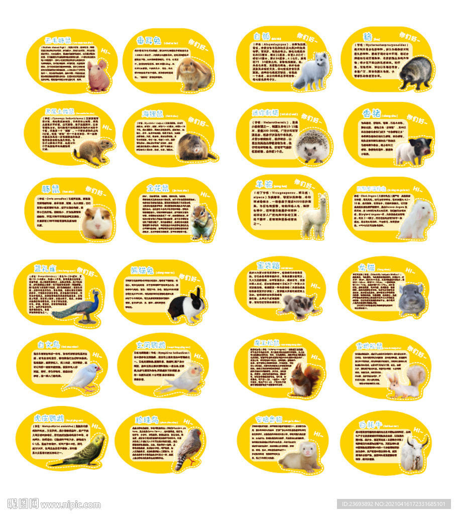 宠物 动物 介绍