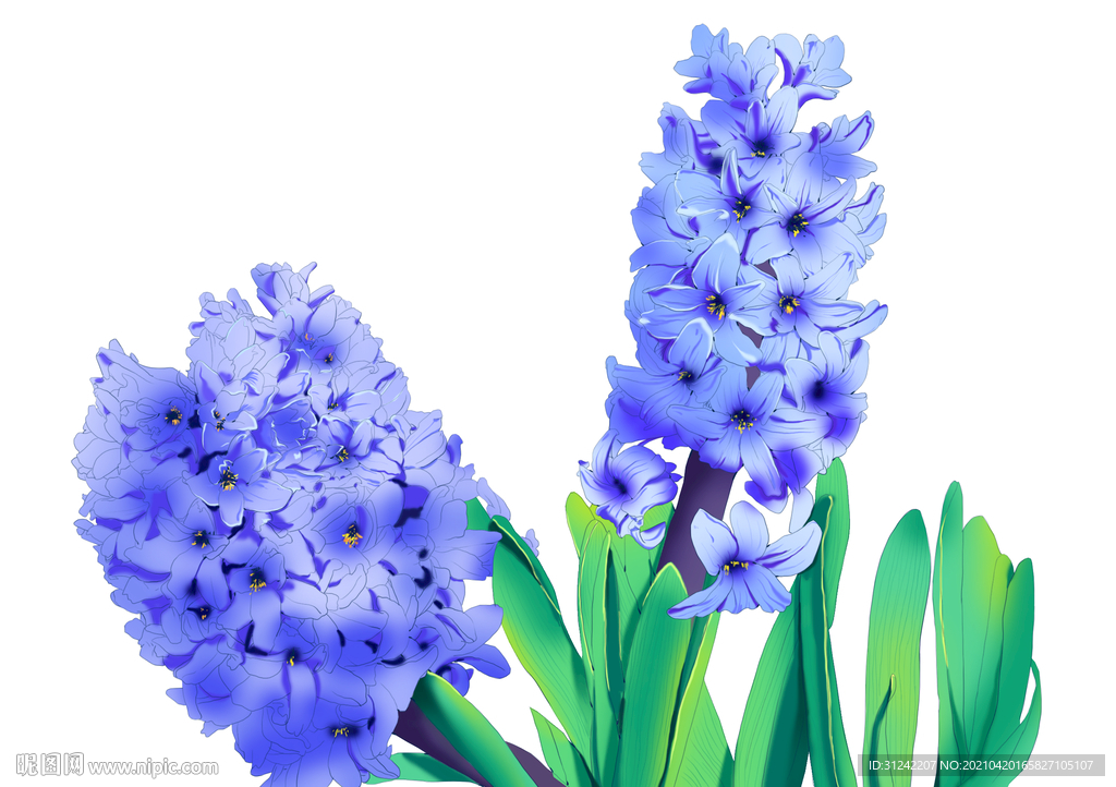 风信子手绘插画