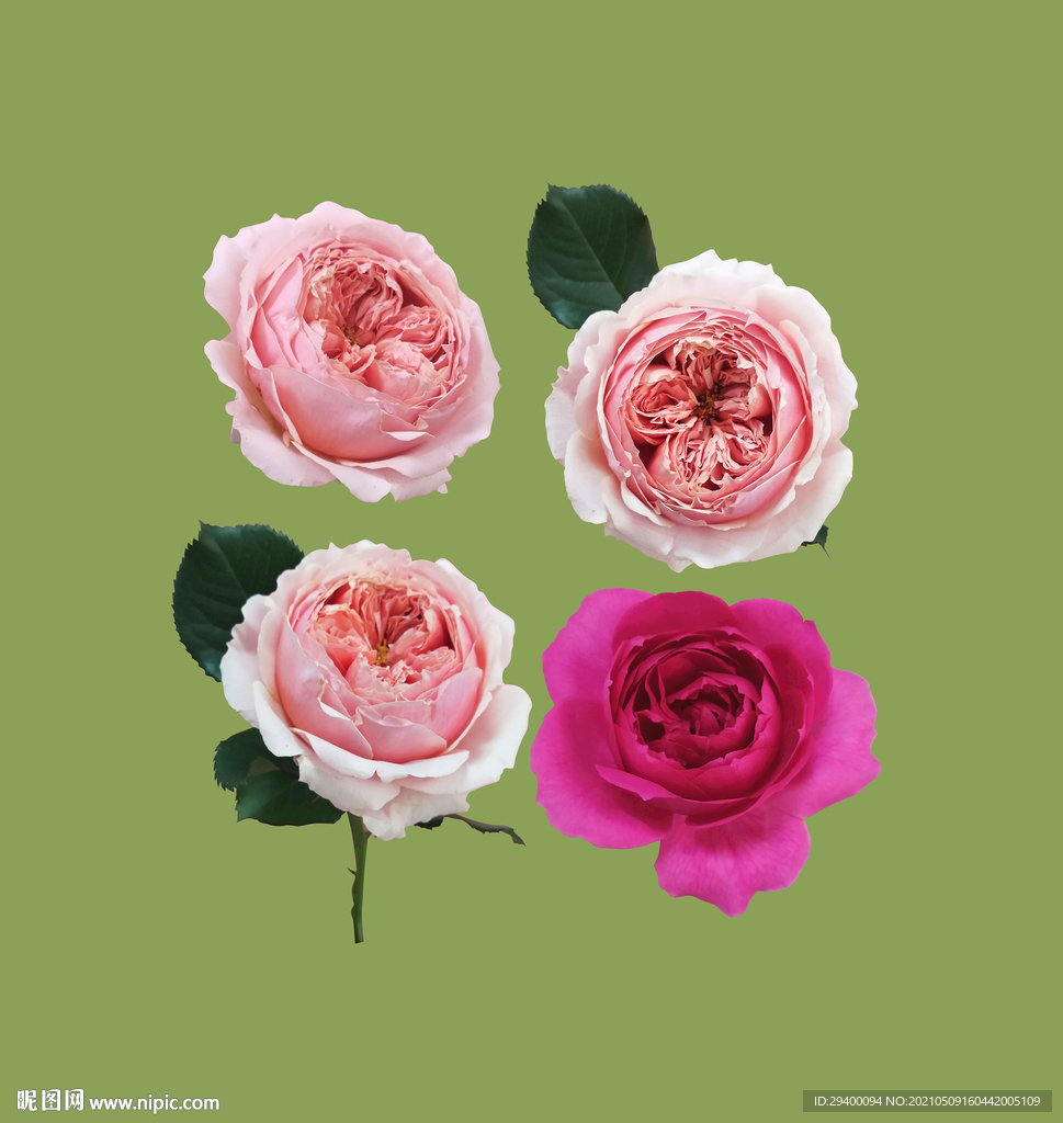 红色玫瑰花月季花粉色欧月