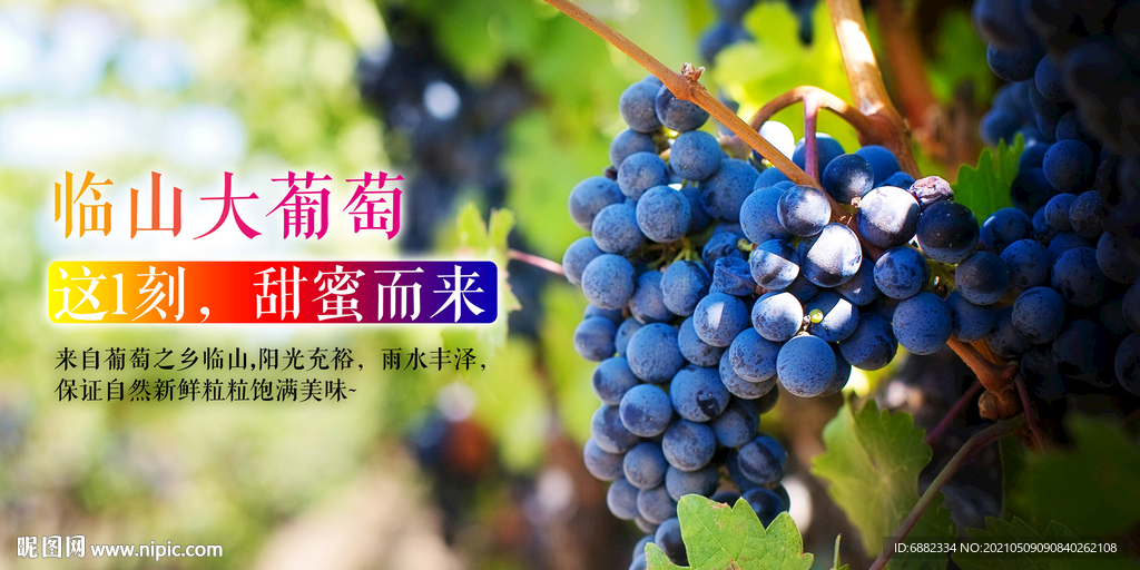 鲜葡萄海报