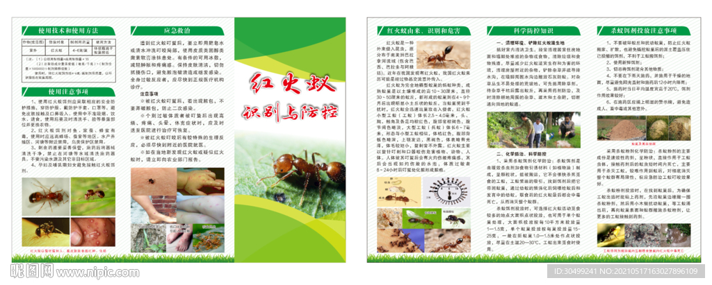红火蚁折页