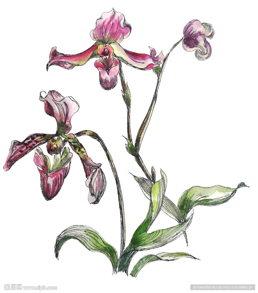 蝴蝶兰钢笔淡彩