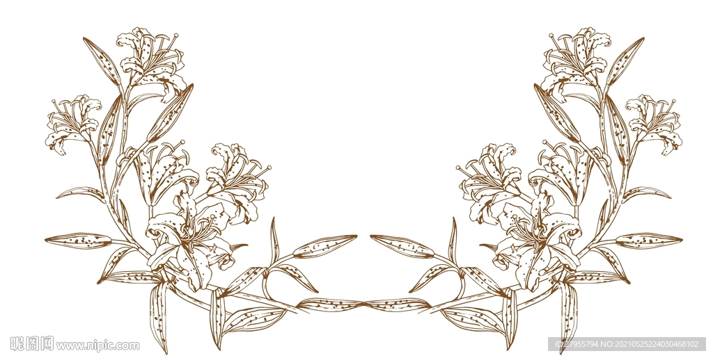 百合花手绘线描绘画